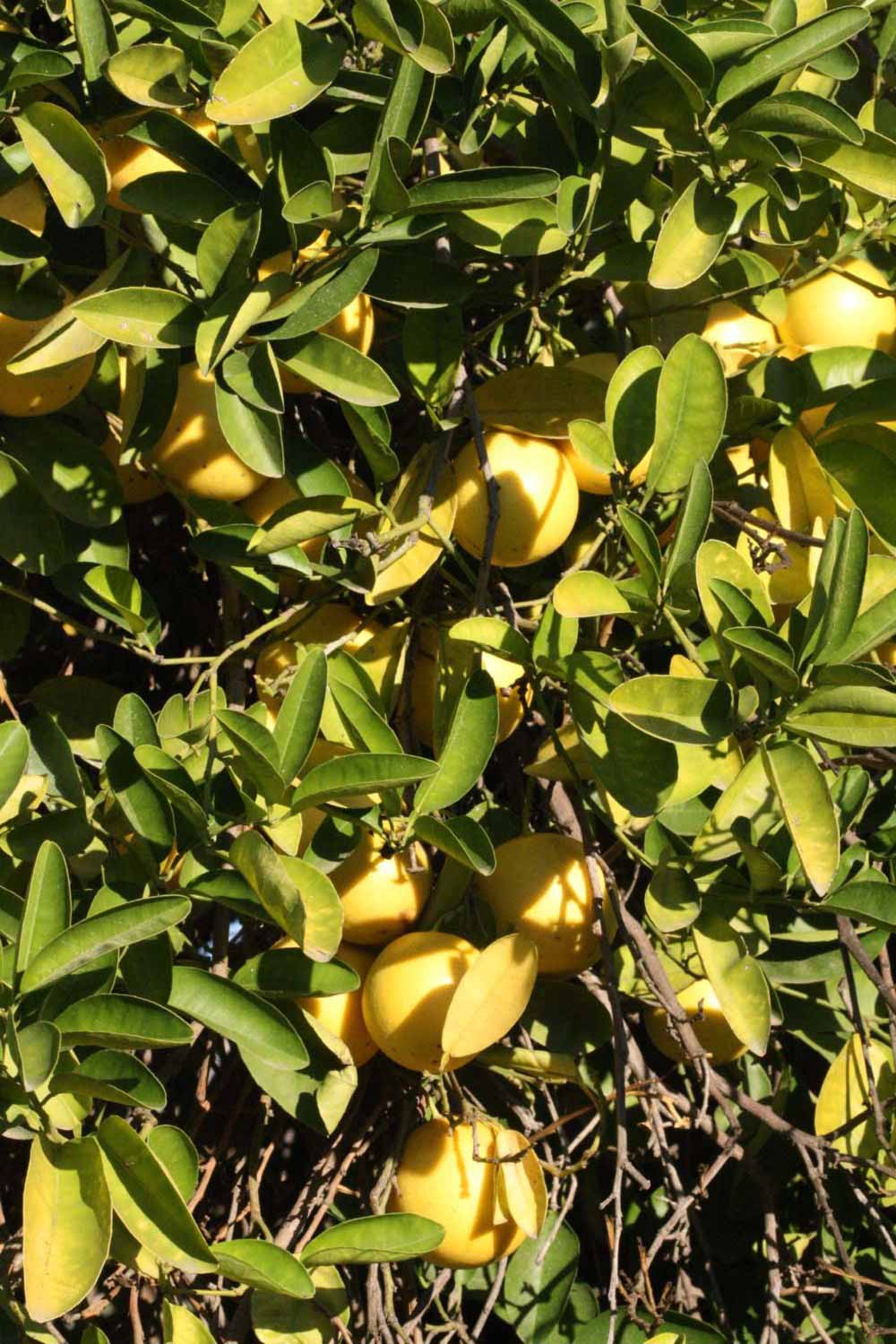            阳生叶 (Riverside, CA)   